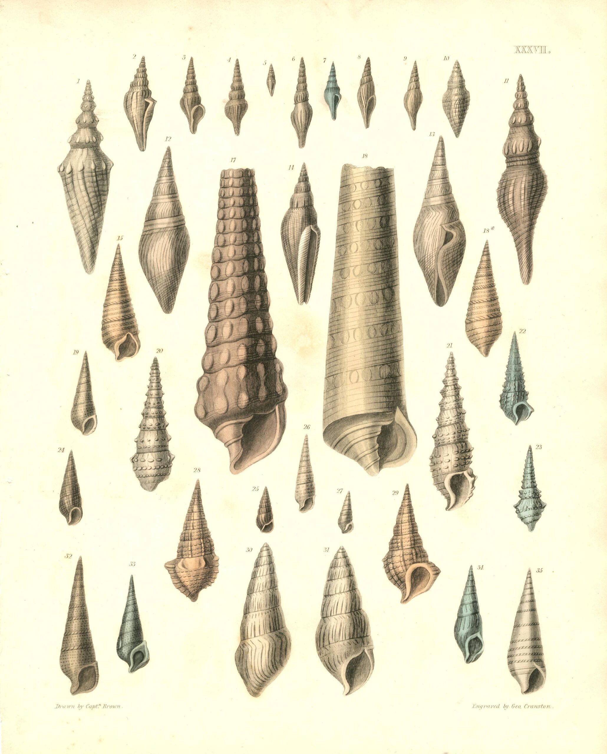 CAPT. THOMAS BROWN Shell engraving (1849)
