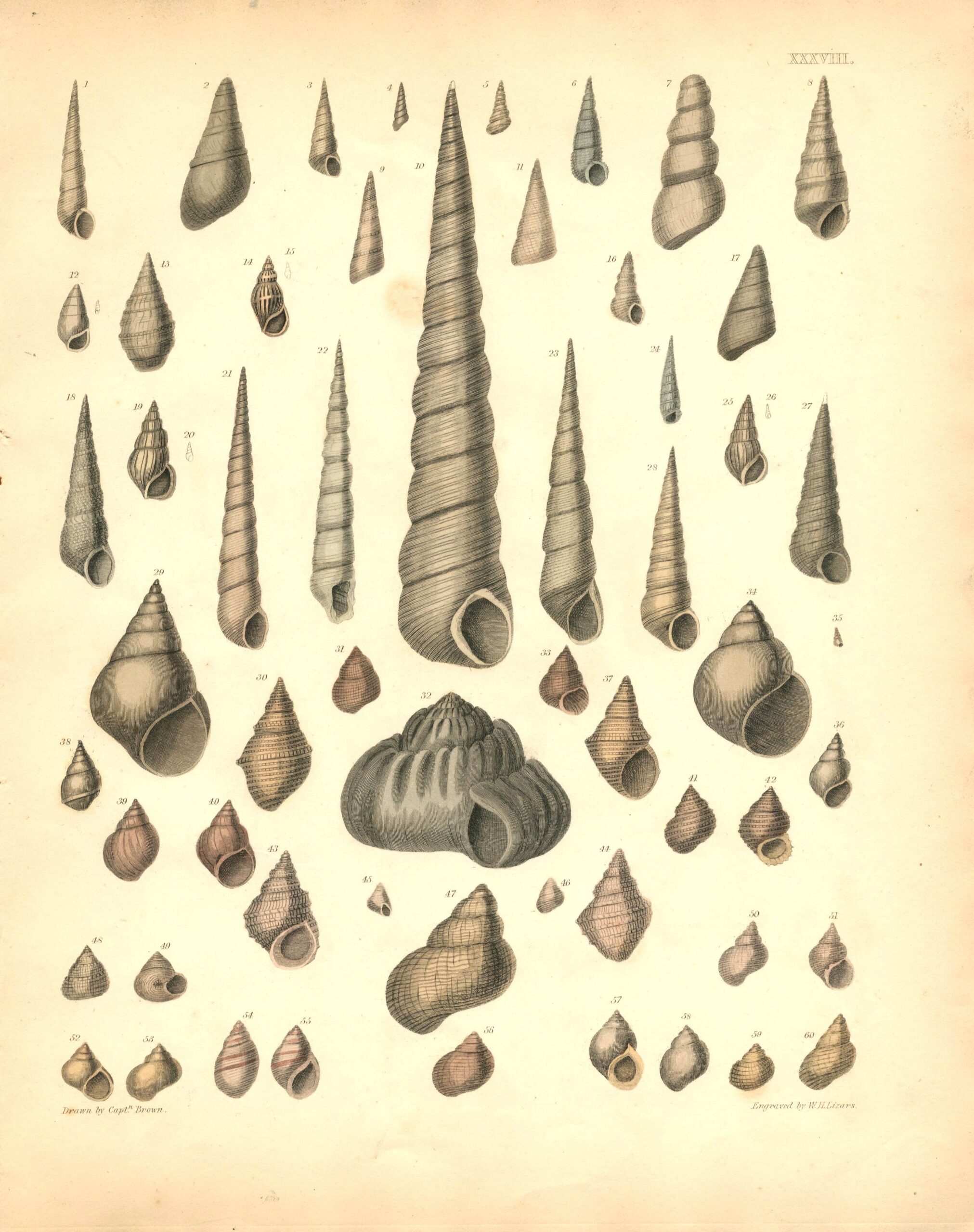 CAPT. THOMAS BROWN Shell engraving (1849)