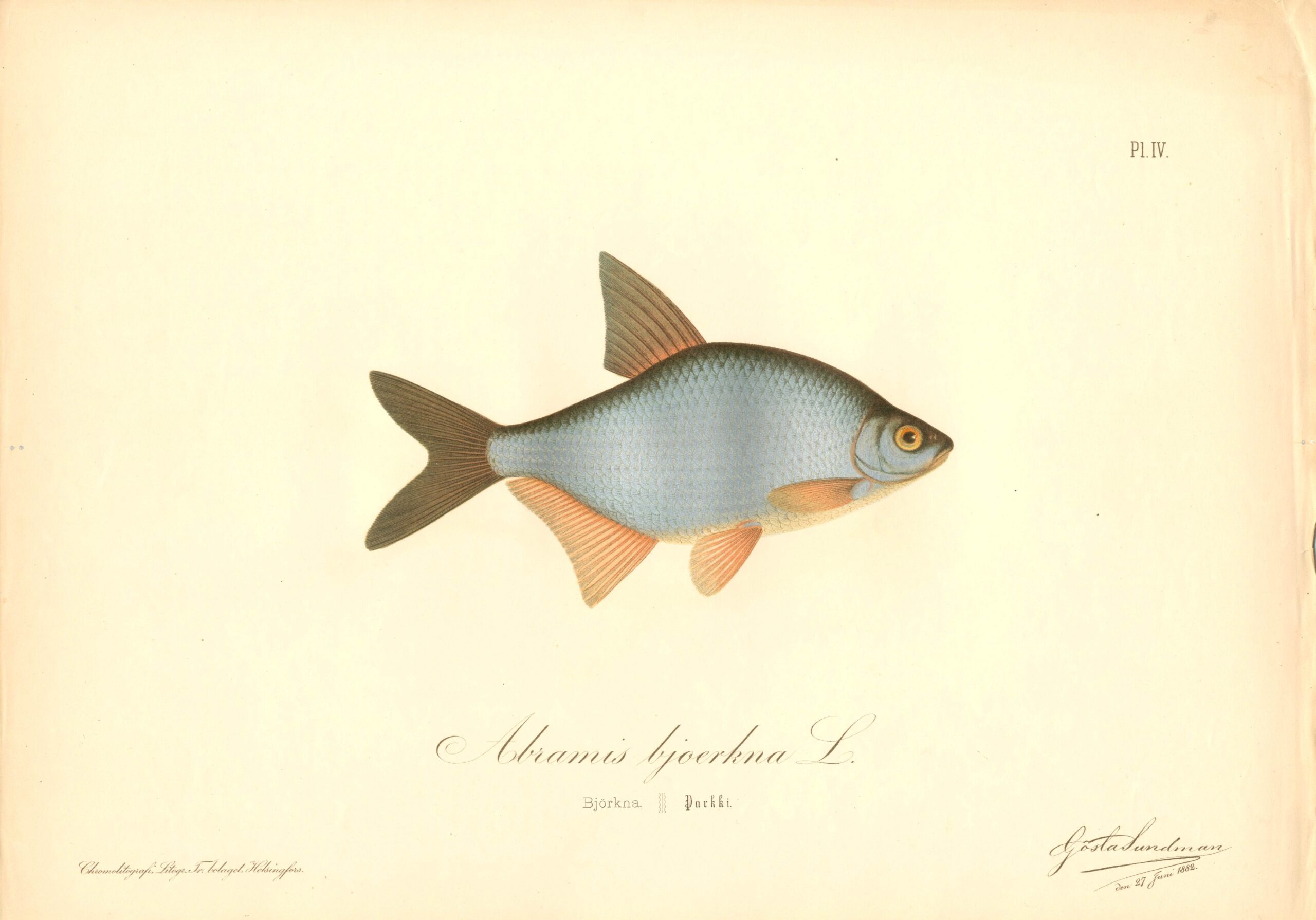Sundman fish illustration, Blicca (Abramis bjoerkna), from The Fishes of Finland. Sundmanin kalakuva, Pasuri, parkki. Suomen kalat. Sundmans fiskplanch, Björkna. Finlands fiskar.