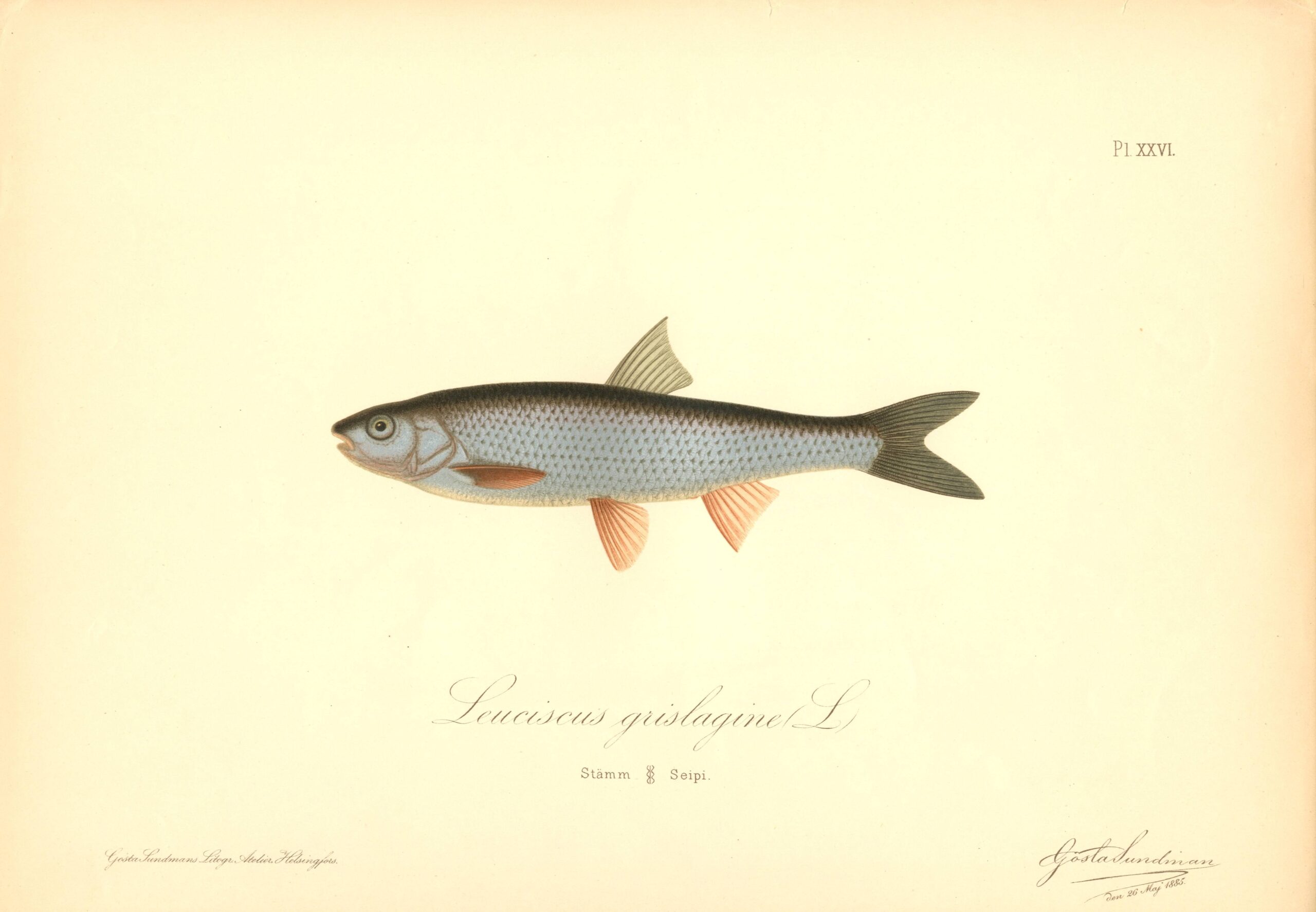 Sundman fish illustration, Common dace (Leuciscus grislagine), from The Fishes of Finland. Sundmanin kalakuva, Seipi. Suomen kalat. Sundmans fiskplanch, Stämm. Finlands fiskar.