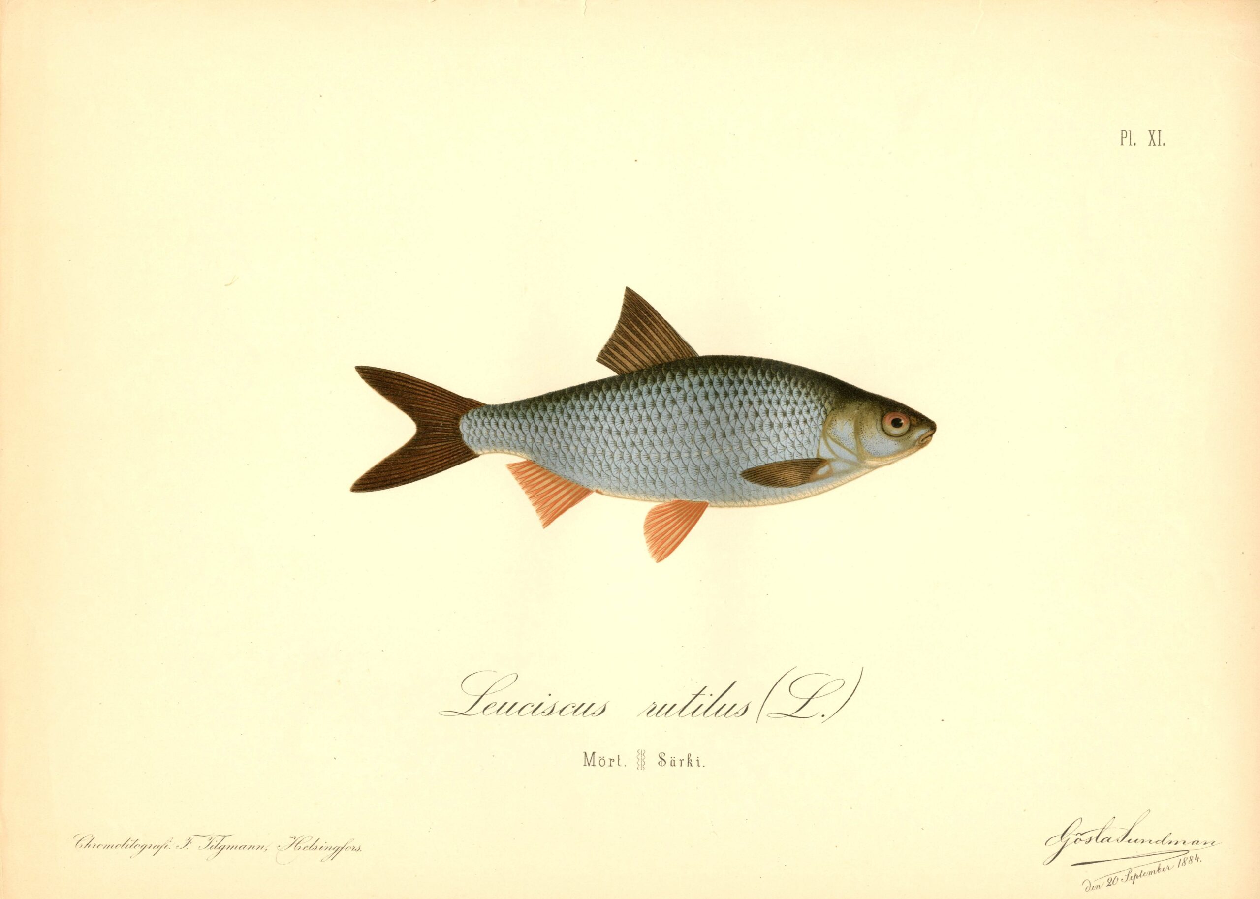 Sundman fish illustration, Roach (Leuciscus rutilus L), from The Fishes of Finland. Sundmanin kalakuva, Särki. Suomen kalat. Sundmans fiskplanch, Mört. Finlands fiskar.