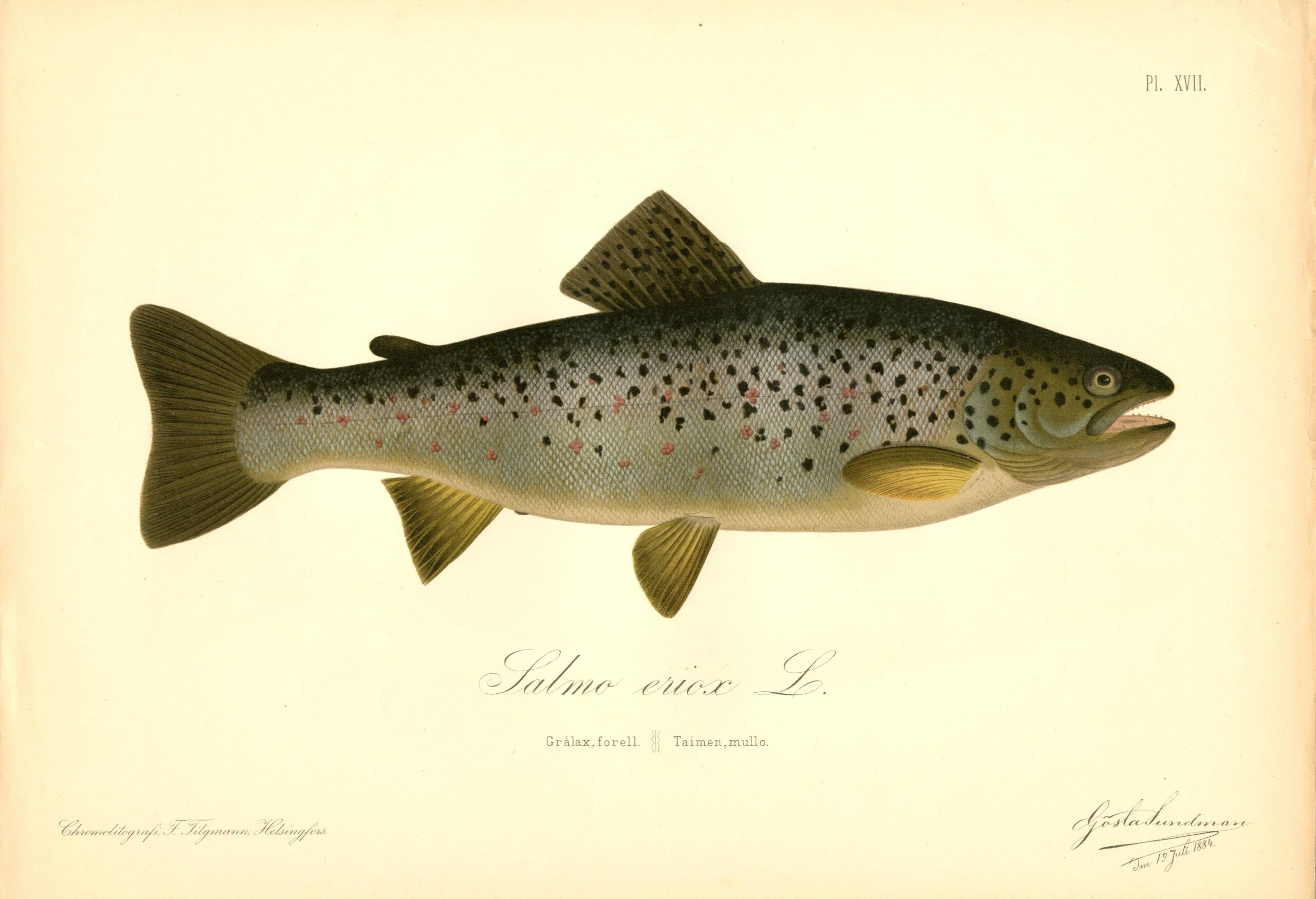 Sundman fish illustration, Brown trout (Salmio eriox L.), from The Fishes of Finland. Sundmanin kalakuva, Taimen. Suomen kalat. Sundmans fiskplanch, Grålax, forell. Finlands fiskar.