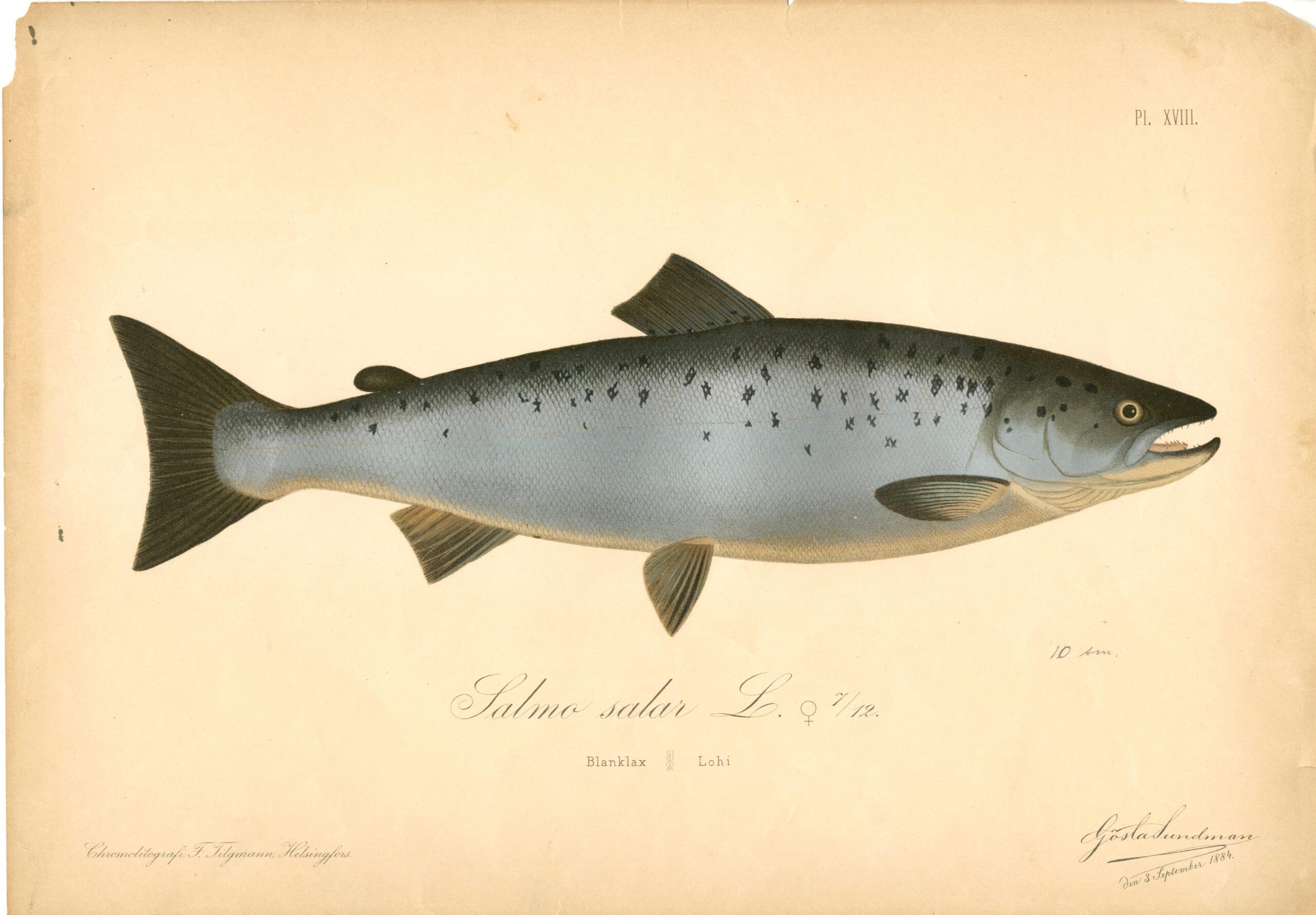 Sundman fish illustration, Atlantic salmon (Salmo salar), from The Fishes of Finland. Sundmanin kalakuva, Lohi. Suomen kalat. Sundmans fiskplanch, Lax. Finlands fiskar.
