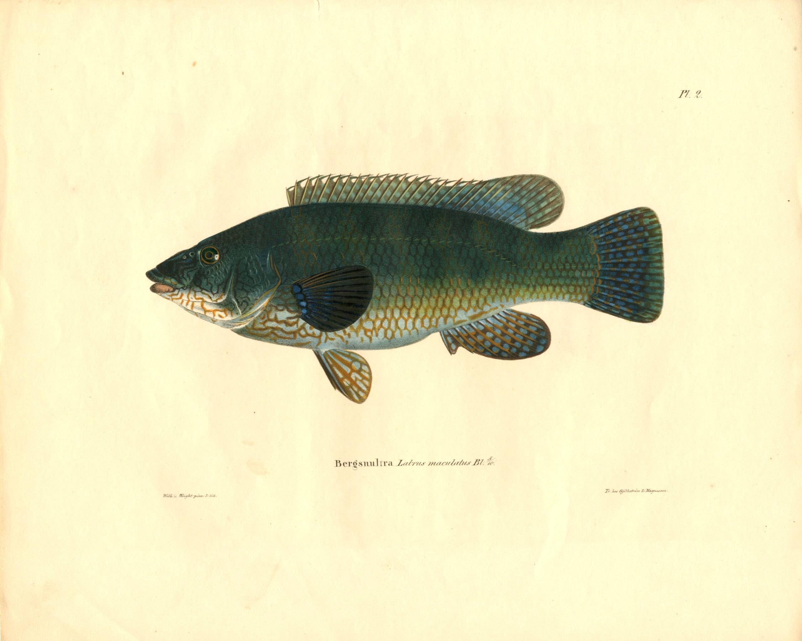 Antique hand-colored lithograph of a Ballan wrasse (Labrus maculatus) by Wilhelm von Wright, featuring realistic textures and vibrant earth tones. | Wilhelm von Wrightin Viherhuulikala -litografia. | Litografiskt plansch av Bergsnultra av Wilhelm von Wright.