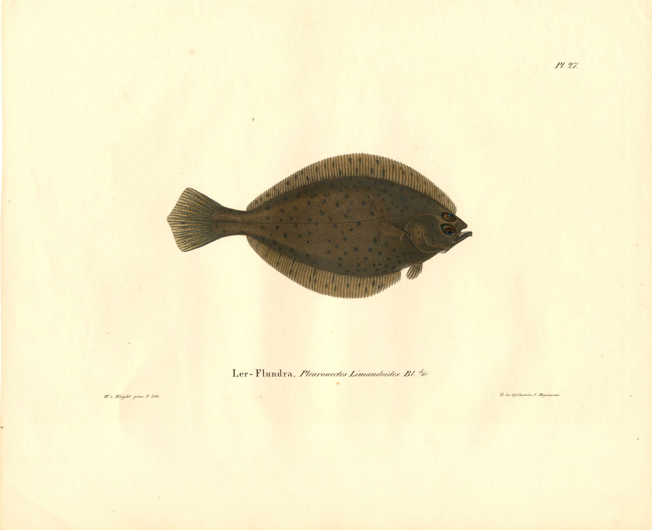 Antique hand-colored lithograph of a Flatfish (Pleuronectes limandoides) by Wilhelm von Wright, featuring realistic textures and vibrant earth tones. | Wilhelm von Wrightin Liejukampela-litografia. | Litografiskt plansch av Lerflundra av Wilhelm von Wright.