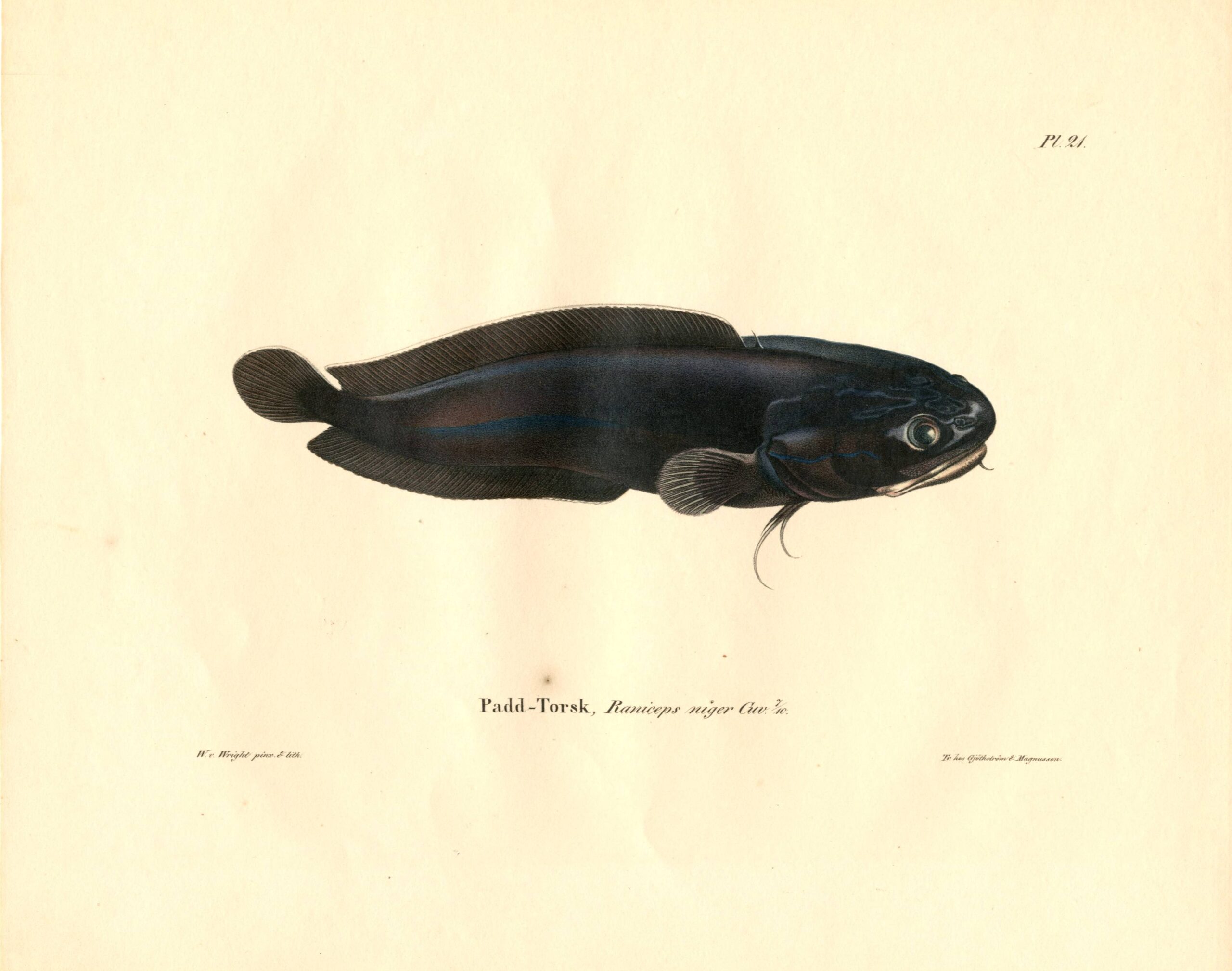 Antique hand-colored lithograph of a Raniceps raninus by Wilhelm von Wright, featuring realistic textures and vibrant earth tones. | Wilhelm von Wrightin Mustaturska -litografia. | Litografisk plansch av Paddtorsk av Wilhelm von Wright.