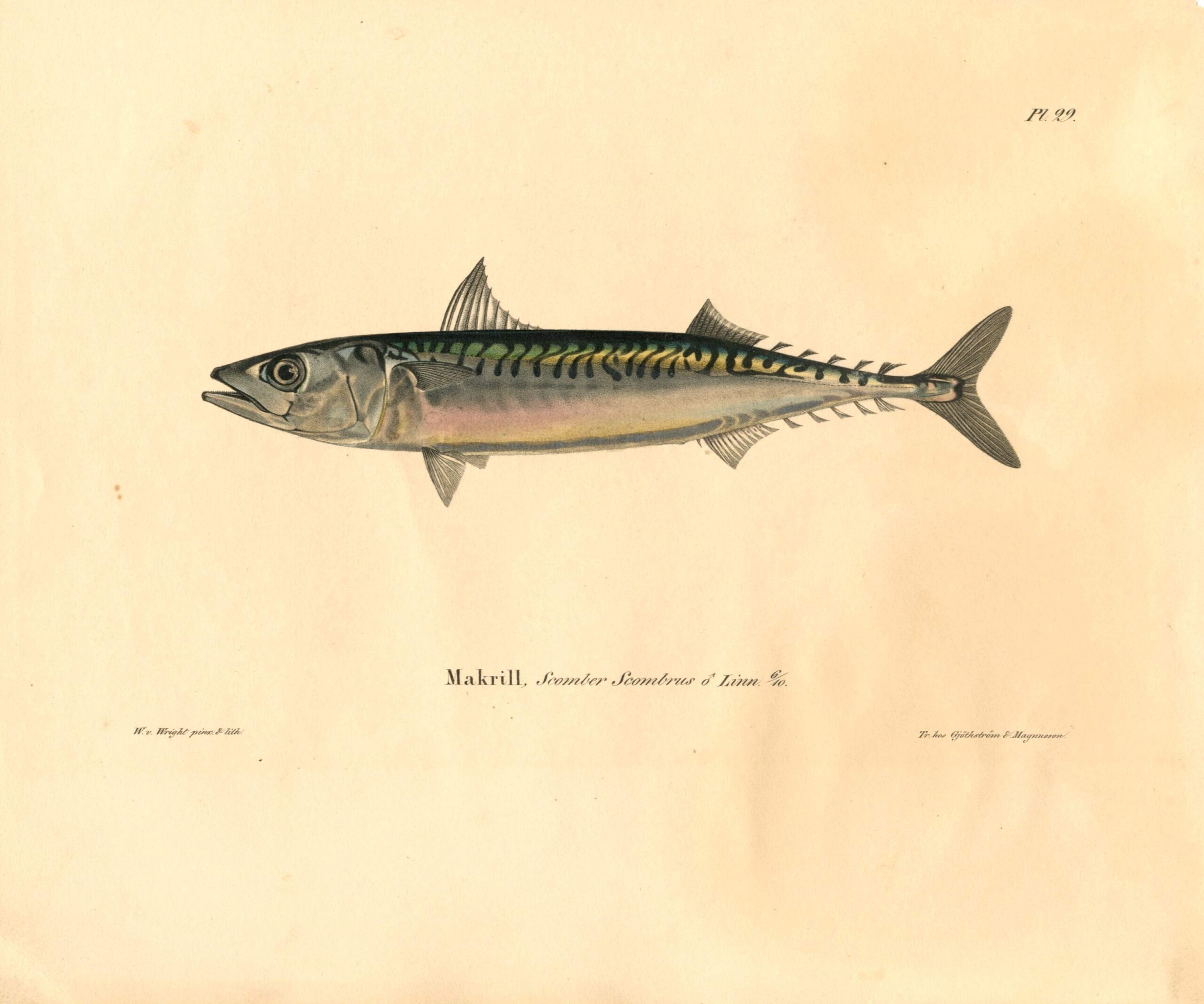 Antique hand-colored lithograph of a Mackerell (Scomber Scombrus Linn.) by Wilhelm von Wright, featuring realistic textures and vibrant earth tones. | Wilhelm von Wrightin Makrilli -litografia. | Litografiskt plansch av Makrill av Wilhelm von Wright.